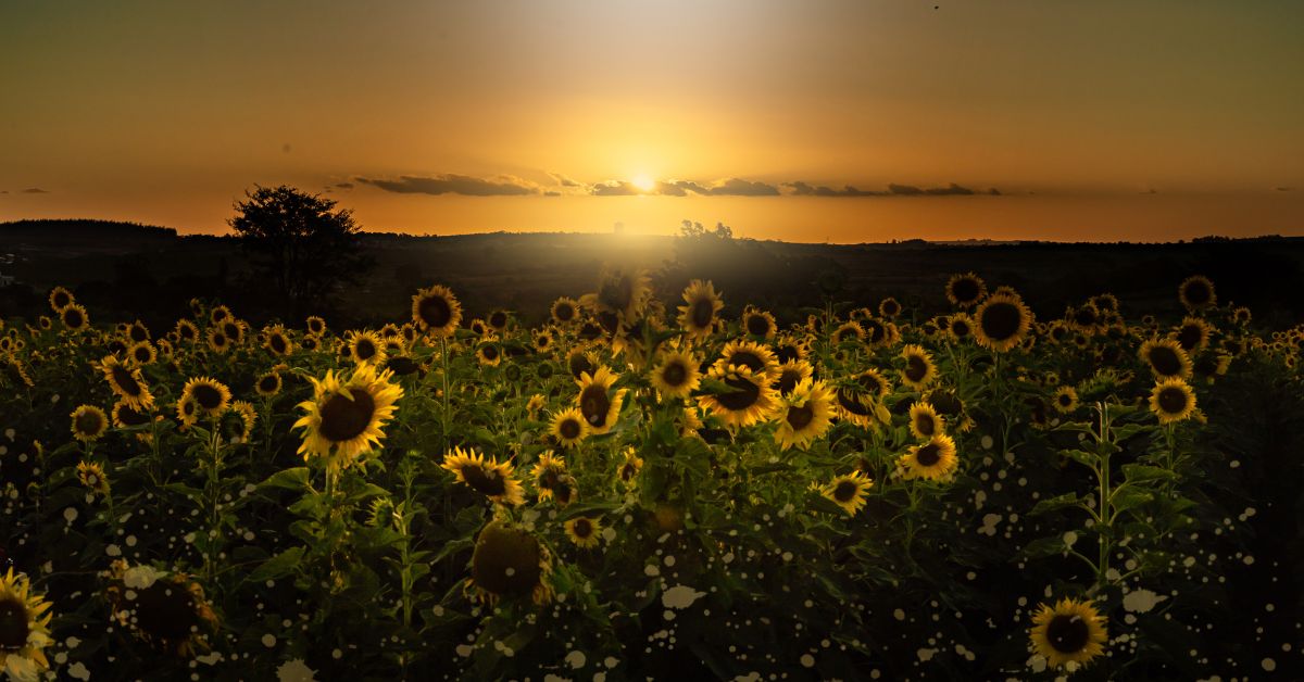 Flores que Inspiram: Como a Primavera Pode Renovar Sua Energia e Sua Vida